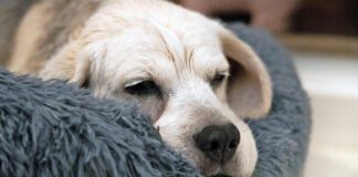 Liver cancer in dogs is a slow process that requires you to pay attention to your dog's quality of life.