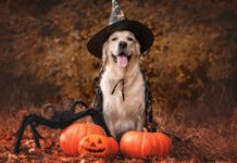 Halloween pet safety means keeping your dogs away from treats and costumes that can harm or discomfort them while involving them in the fun.