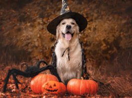 Halloween pet safety means keeping your dogs away from treats and costumes that can harm or discomfort them while involving them in the fun.