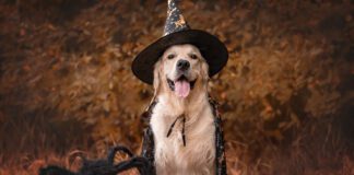 Halloween pet safety means keeping your dogs away from treats and costumes that can harm or discomfort them while involving them in the fun.