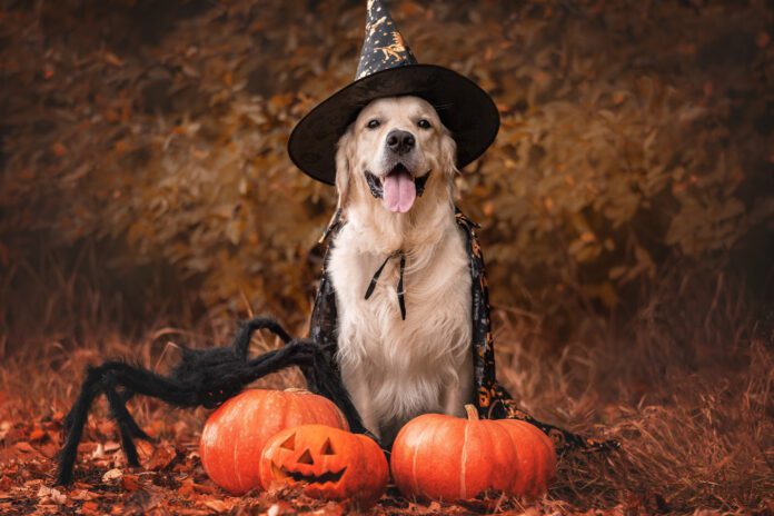 Halloween pet safety means keeping your dogs away from treats and costumes that can harm or discomfort them while involving them in the fun.