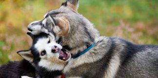 You can tell if dogs are playing or fighting by closely observing their body language.