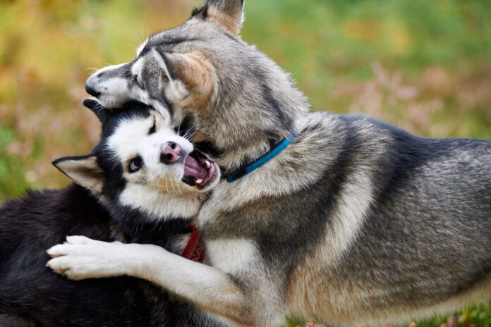 You can tell if dogs are playing or fighting by closely observing their body language.