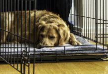 An older rescue dog rests in a comfortable crate with the door open.