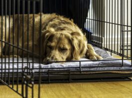 An older rescue dog rests in a comfortable crate with the door open.