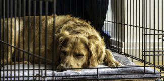 An older rescue dog rests in a comfortable crate with the door open.