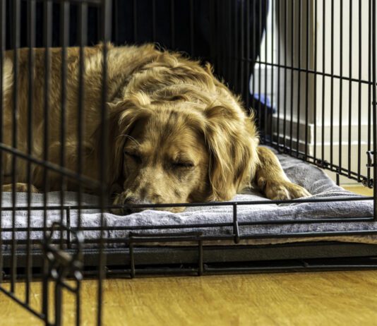 An older rescue dog rests in a comfortable crate with the door open.