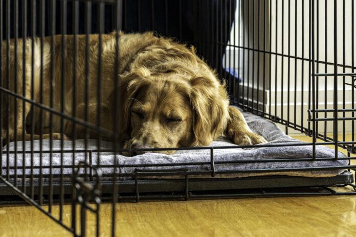 An older rescue dog rests in a comfortable crate with the door open.