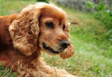 Idiopathic rage is associated with Cocker Spaniels, and is sometimes called cocker rage.