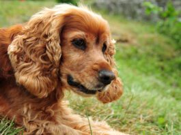 Idiopathic rage is associated with Cocker Spaniels, and is sometimes called cocker rage.