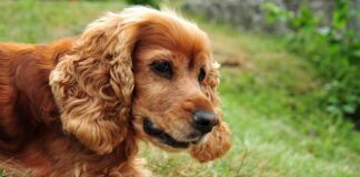 Idiopathic rage is associated with Cocker Spaniels, and is sometimes called cocker rage.