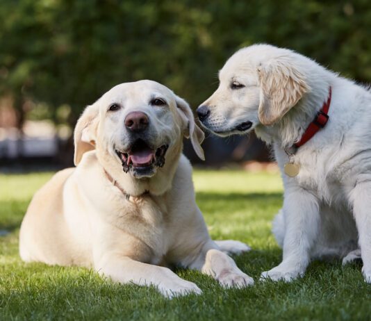 It can be surprisingly difficult to know how old your dog is as most owners weren't there at the birth.