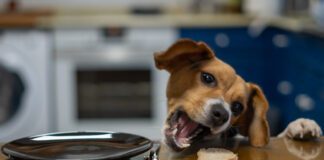 A counter surfing dog can be a nuisance, and the stolen food can be bad for the dog's health.