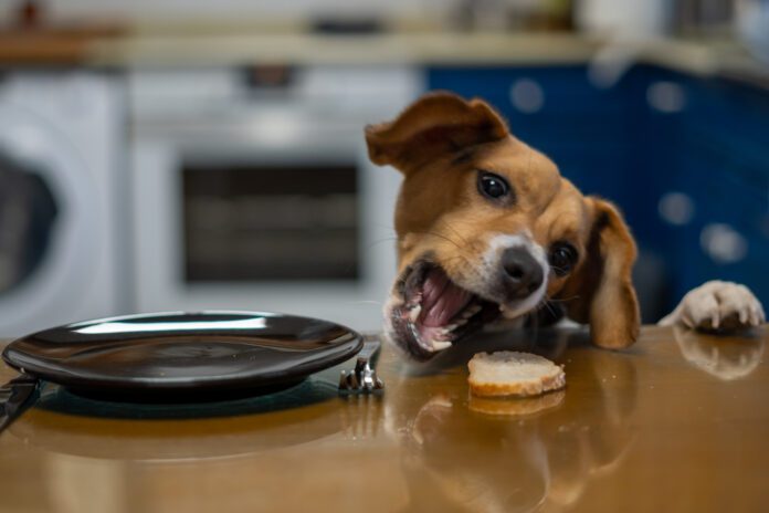 A counter surfing dog can be a nuisance, and the stolen food can be bad for the dog's health.