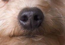 Scientists have proven that dogs can smell cancer with implications for early dectection.