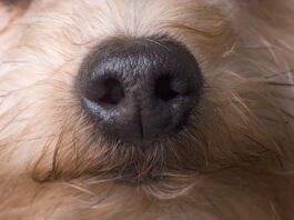 Scientists have proven that dogs can smell cancer with implications for early dectection.