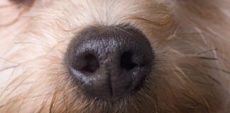 Scientists have proven that dogs can smell cancer with implications for early dectection.