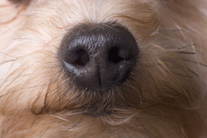 Scientists have proven that dogs can smell cancer with implications for early dectection.