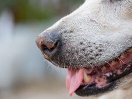 A dog's whisker serve an important sensory function and should not be cut.