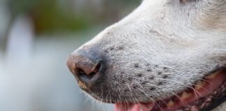 A dog's whisker serve an important sensory function and should not be cut.