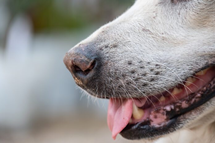 A dog's whisker serve an important sensory function and should not be cut.