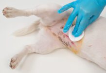 Warning signs after spaying a dog include swelling and discharge around the incision.