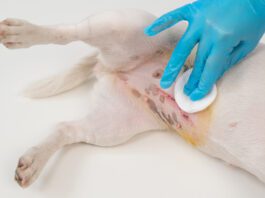 Warning signs after spaying a dog include swelling and discharge around the incision.