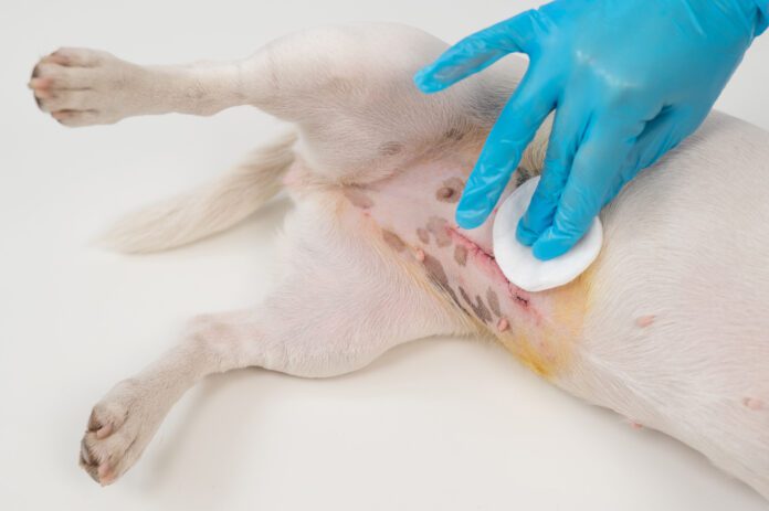 Warning signs after spaying a dog include swelling and discharge around the incision.