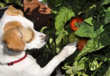 Dogs can eat tomatoes, but as in all things you feed your dog moderation is key.