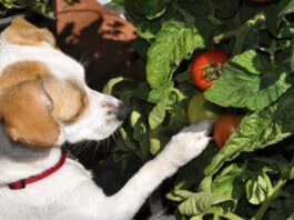 Dogs can eat tomatoes, but as in all things you feed your dog moderation is key.