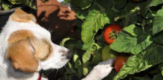 Dogs can eat tomatoes, but as in all things you feed your dog moderation is key.