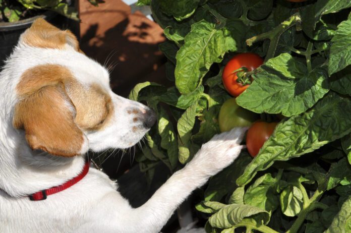 Dogs can eat tomatoes, but as in all things you feed your dog moderation is key.