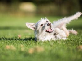 Why do dogs roll in poop? It seems to be an instinct to mask or mark their scent.