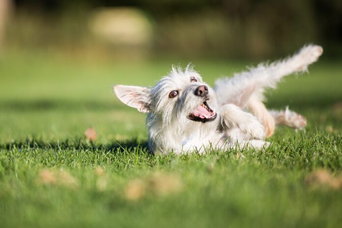 Why do dogs roll in poop? It seems to be an instinct to mask or mark their scent.