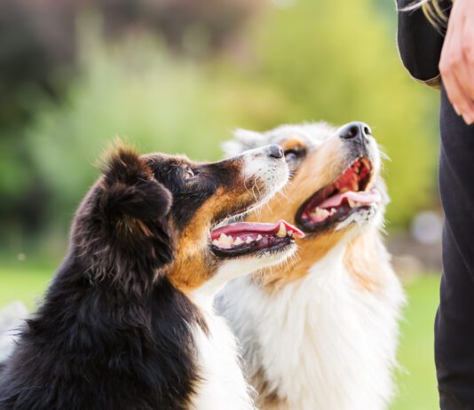 Dogs can understand humans, at least in part. How much they understand is still a topic of research.