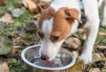 Getting a sick dog to drink water can be a challenge but there are several ways to encourage drinking.