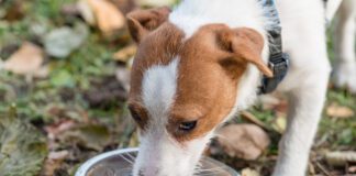 Getting a sick dog to drink water can be a challenge but there are several ways to encourage drinking.