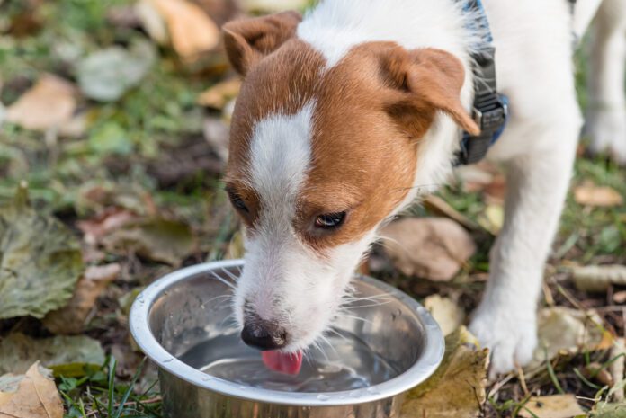 Getting a sick dog to drink water can be a challenge but there are several ways to encourage drinking.