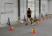 Rally obedience is an obedience based sport for dogs.