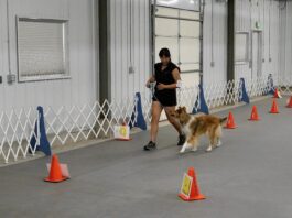 Rally obedience is an obedience based sport for dogs.