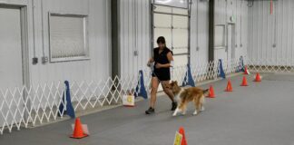 Rally obedience is an obedience based sport for dogs.