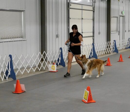 Rally obedience is an obedience based sport for dogs.