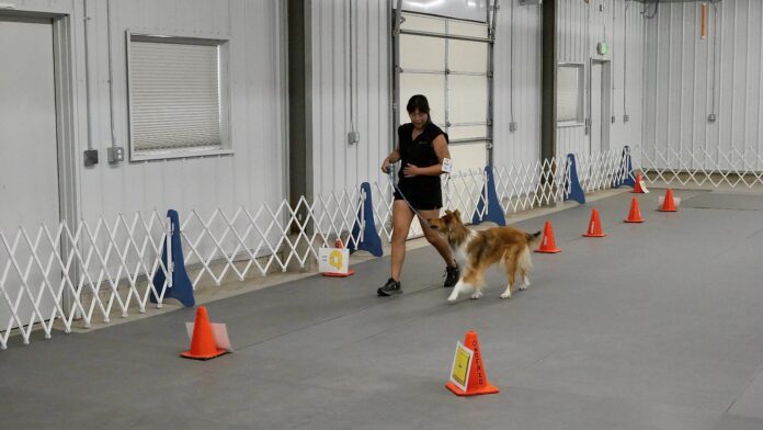 Rally obedience is an obedience based sport for dogs.