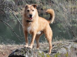 Otto is a handsome boy and vaccinated for parvovirus.
