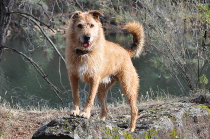 Otto is a handsome boy and vaccinated for parvovirus.