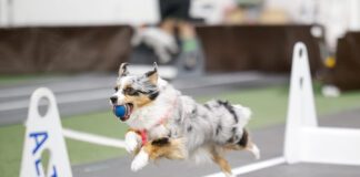 Flyball is a canine sport that engages your dog's instinct for fetch and challenges their athleticism.