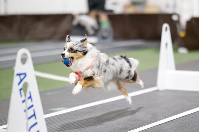 Flyball is a canine sport that engages your dog's instinct for fetch and challenges their athleticism.