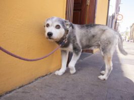 A dogs tail down indicates fear, nervousness or stress.