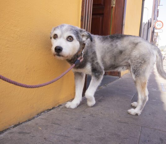 A dogs tail down indicates fear, nervousness or stress.