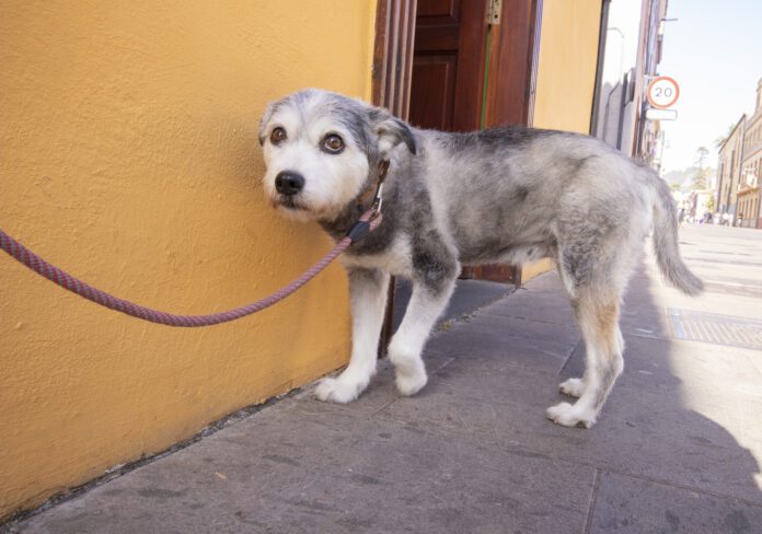 A dogs tail down indicates fear, nervousness or stress.